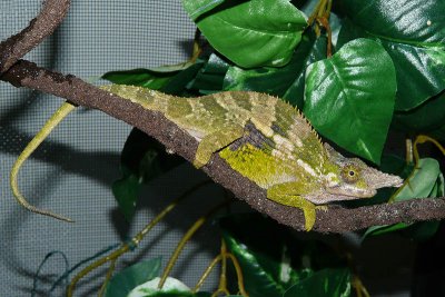 Fischer's Chameleon - Bradypodion fischeri