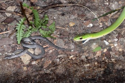Baby Earthsnakes