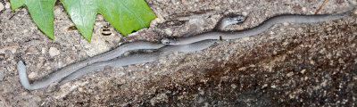 Baby Earthsnakes