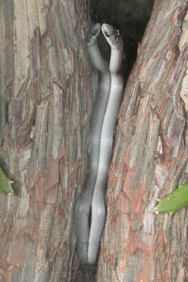 Baby Earthsnake