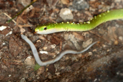 Baby Earthsnake