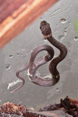 Brownsnake