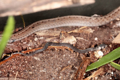 Brownsnake