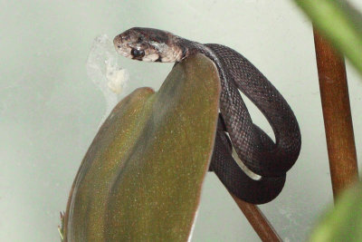 Brownsnake
