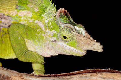 Fischer's Chameleon - Bradypodion fischeri