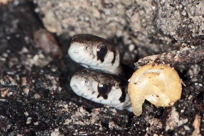 Brownsnakes