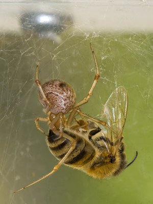 Spider - Bee