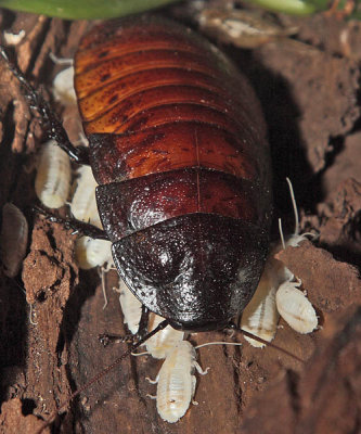 Hissing Cockroaches just born