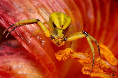 Crab Spider on Daylily