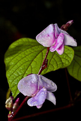 Hyacinth Bean