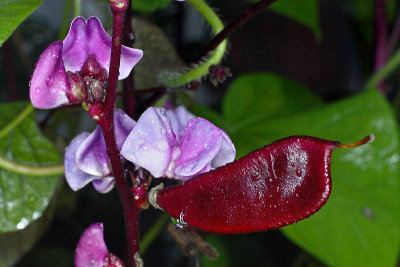 Hyacinth Bean