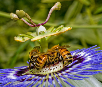 Three Honeybees on Passiflora
