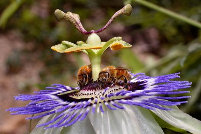Honeybees on Passiflora