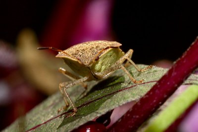 Stink Bug - Euschistus?