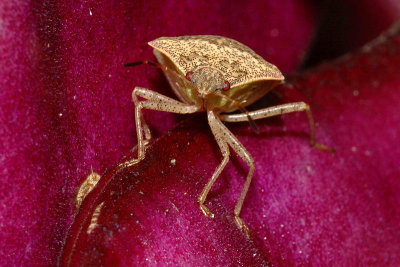 Stink Bug - Euschistus?