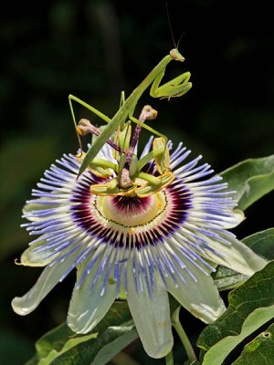 Passion Flowers Gallery