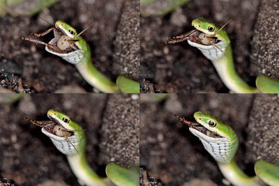Rough Greensnake