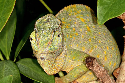 Graceful Chameleon (Chamaeleo gracilis)