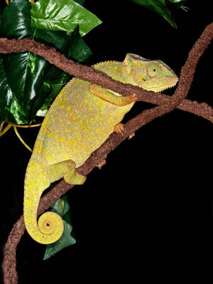 Graceful Chameleon (Chamaeleo gracilis)