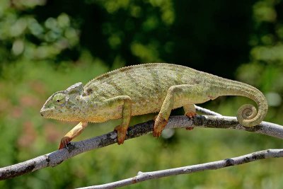 Graceful Chameleon (Chamaeleo gracilis)