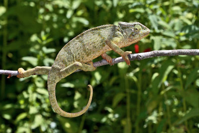 Graceful Chameleon (Chamaeleo gracilis)