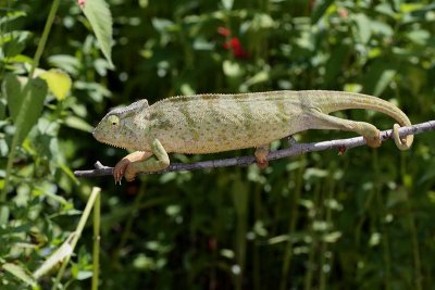 Graceful Chameleon (Chamaeleo gracilis)