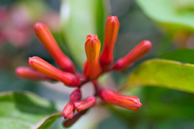 Pointy Flower