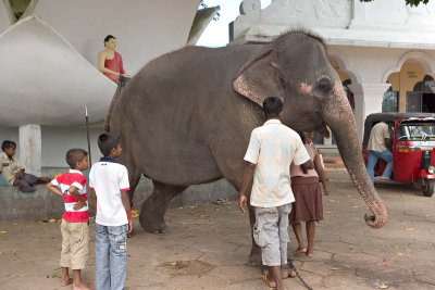 Temple Elephant