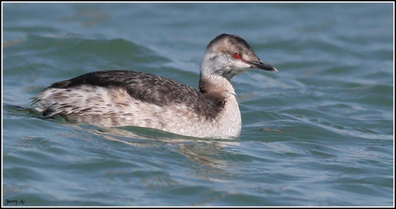 Non-breeding Eared Grebe