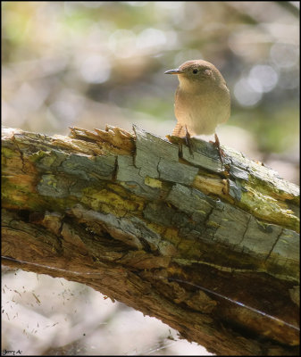 House Wren