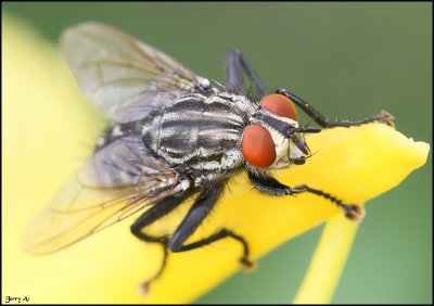 Deer Fly