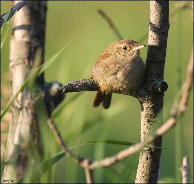 Young House Wren
