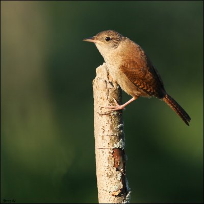 House Wren