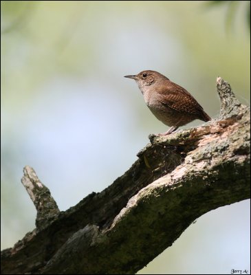 House Wren