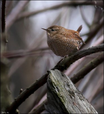 Winter Wren
