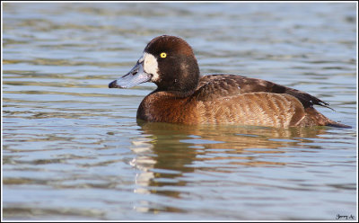 Female Golden Eye Young