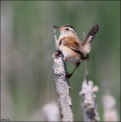 Marsh Wren