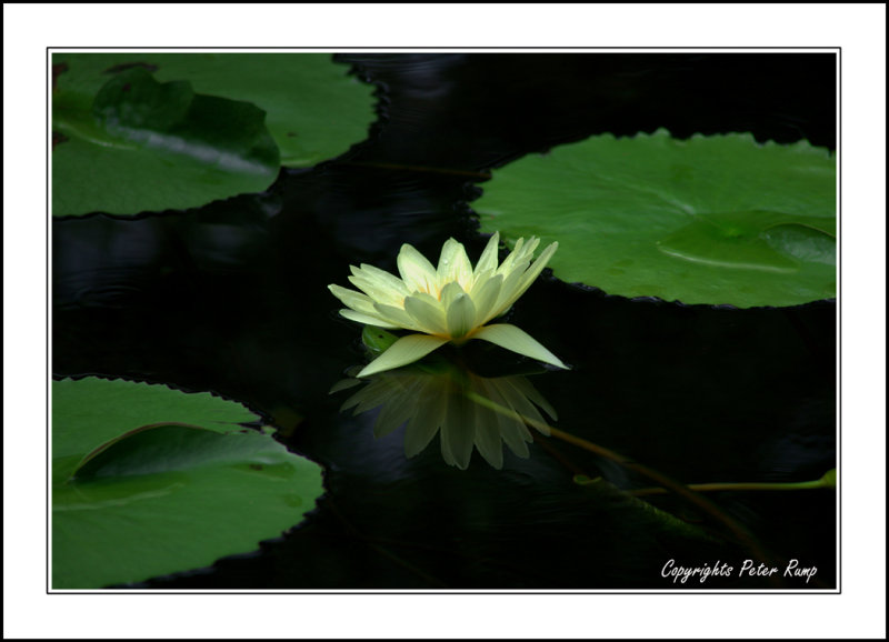 Water Lily2.