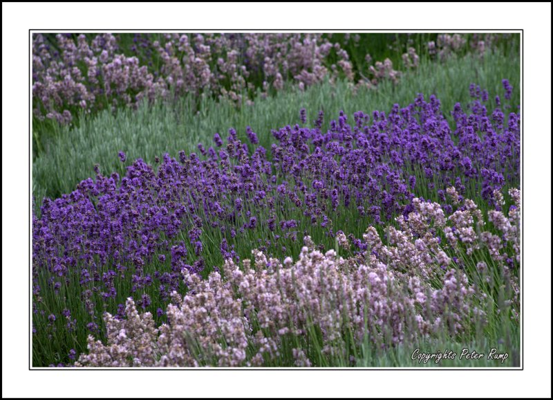 Lavender.