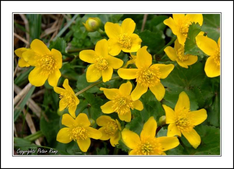 Marsh Marigold  (Caltha Palustris)