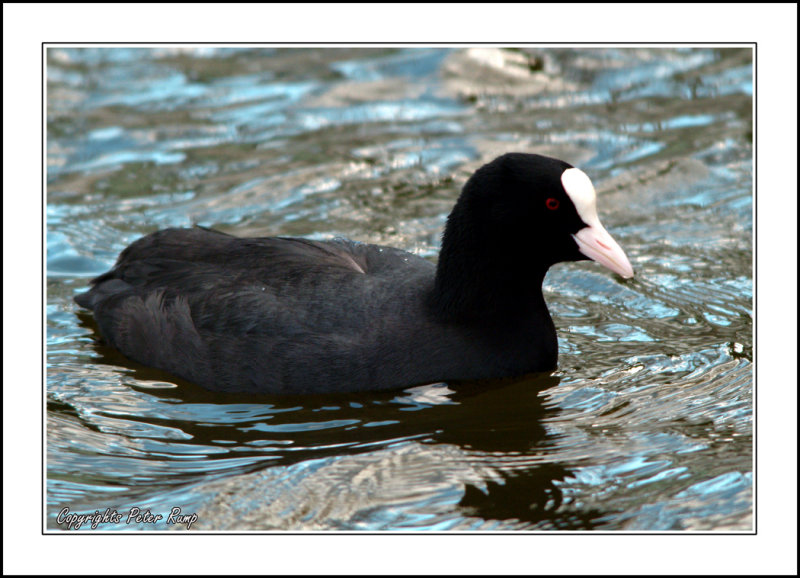 Coot  (Fulica Atra)