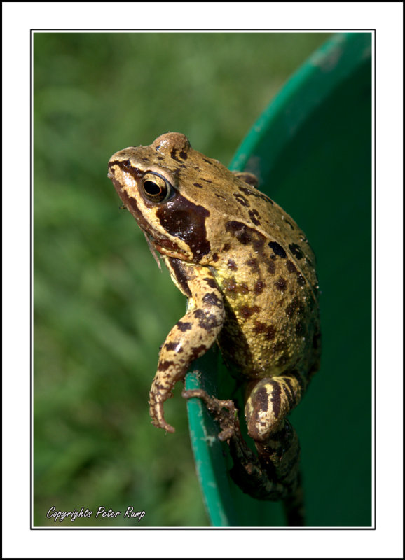 Common Frog.