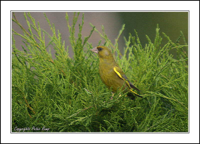 Greenfinch.