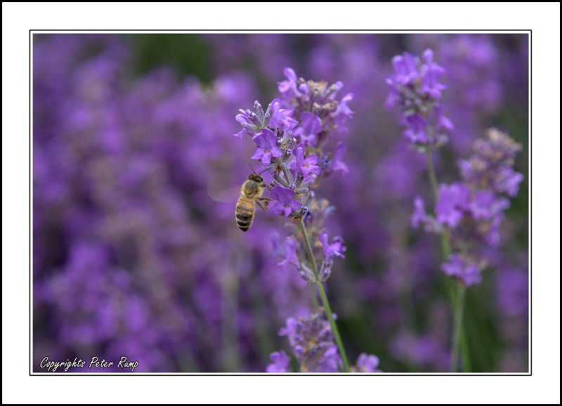 Lavender Bee.