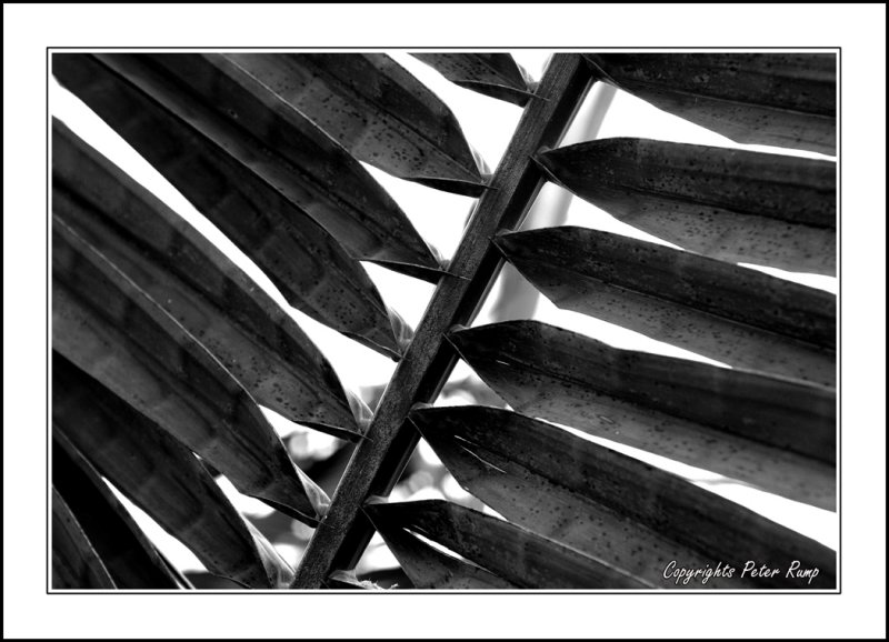 PalmLeaf
