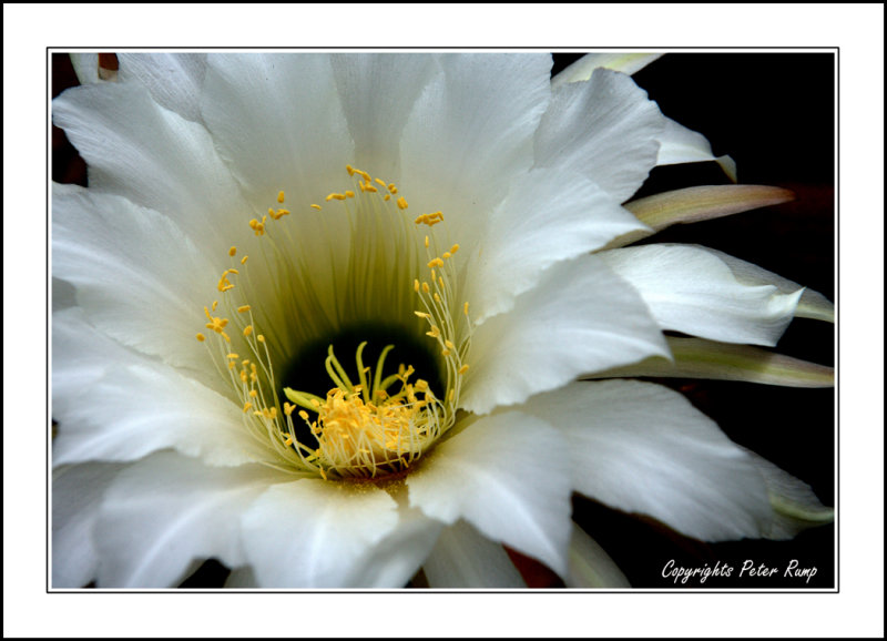 Cactus flower