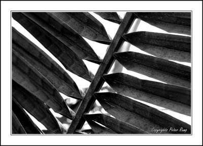 PalmLeaf