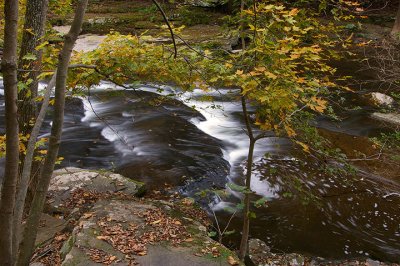 Autumn Swirls