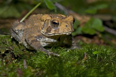 Young Forest Toad