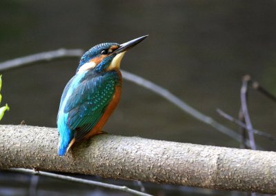 Kingfisher